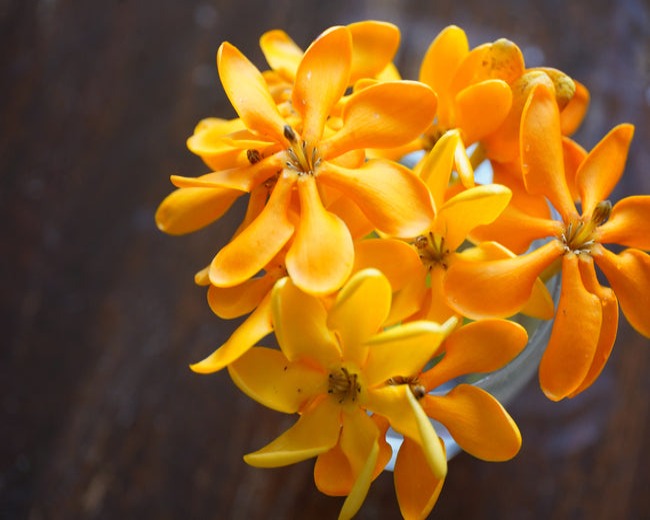 Golden Bouquet Fragrance Oil