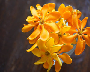 Golden Bouquet Fragrance Oil